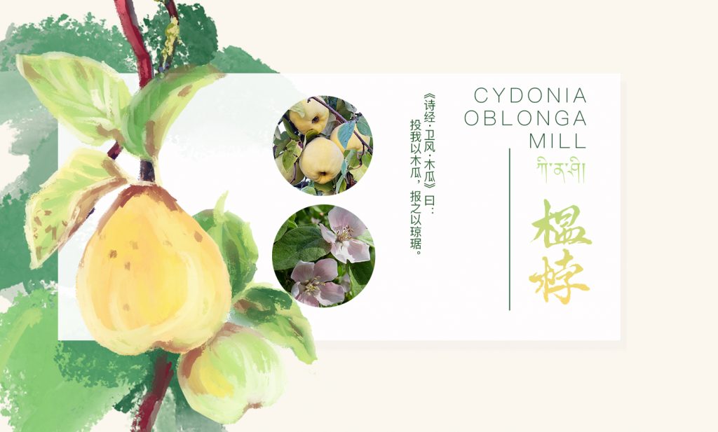 Cydonia oblonga 榅桲(木梨) – 龙慈国际高等佛学院